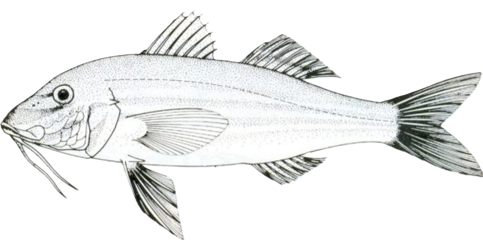 Red Mullet
